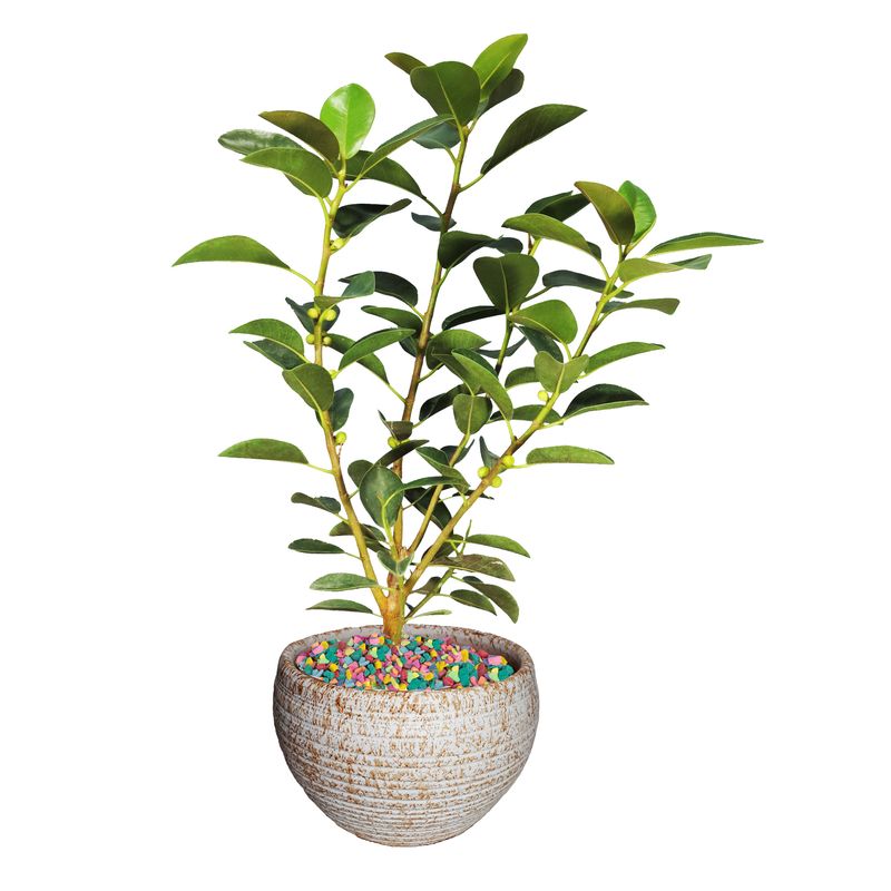 گیاه طبیعی فیکوس جنگلی مدل as 18 1