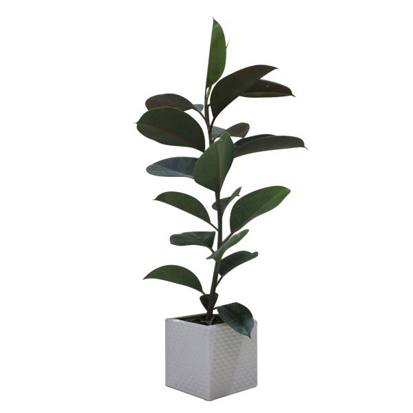 گیاه طبیعی فیکوس کد s   m01