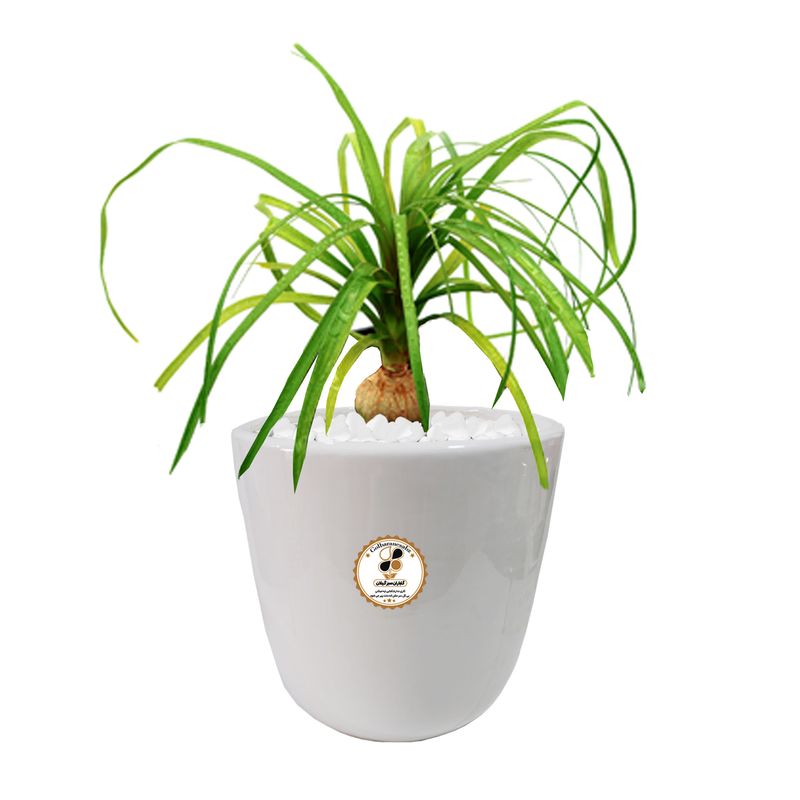 گیاه طبیعی لیندا شرکت گلباران سبز گیلان مدل gn13 31l