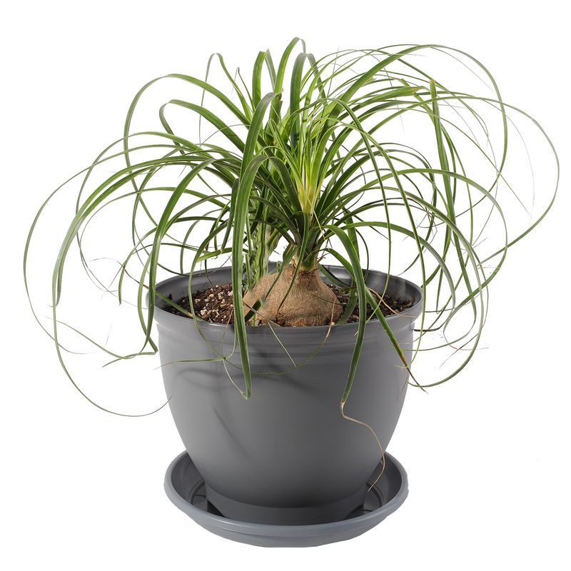 گیاه طبیعی لیندا مدل p 02