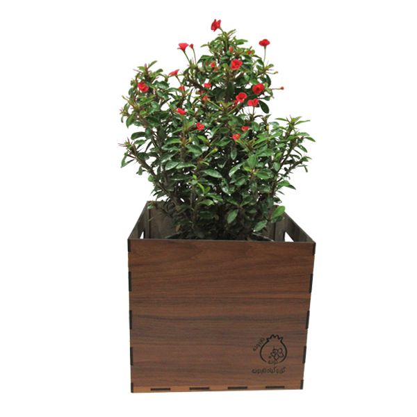گیاه طبیعی مرجان ناردونه کد m01