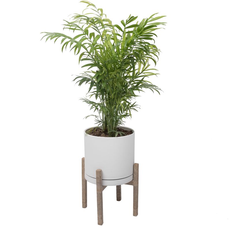 گیاه طبیعی نخل شامادورا کد 2203_5102