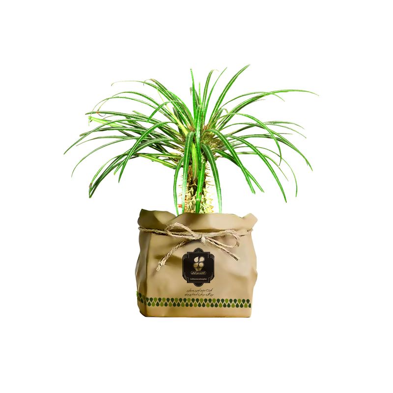 گیاه طبیعی نخل ماداگاسکار شرکت گلباران سبز گیلان مدل gn12 19k