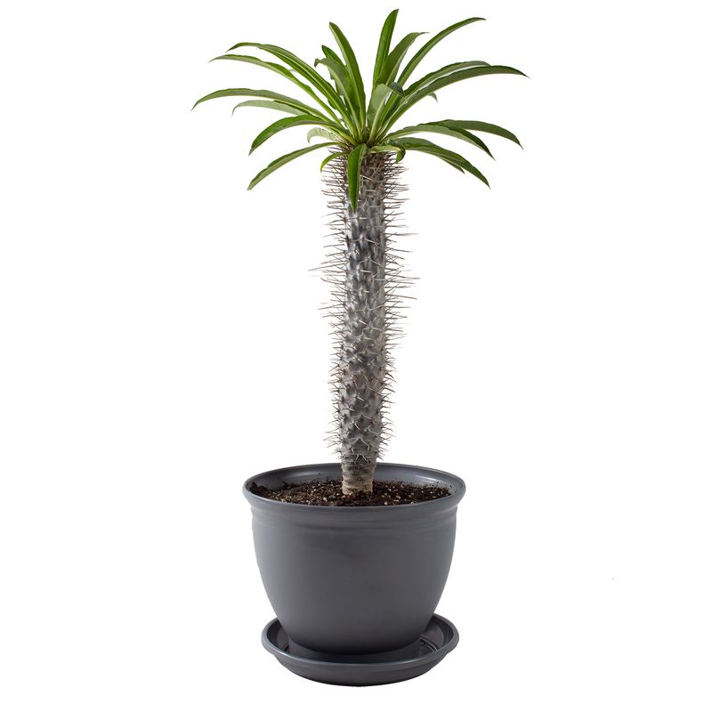 گیاه طبیعی نخل ماداگاسکار مدل p 21