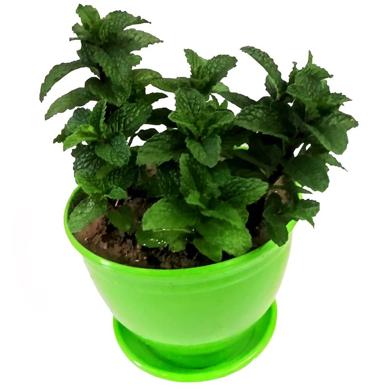 گیاه طبیعی نعنا مدل c 27