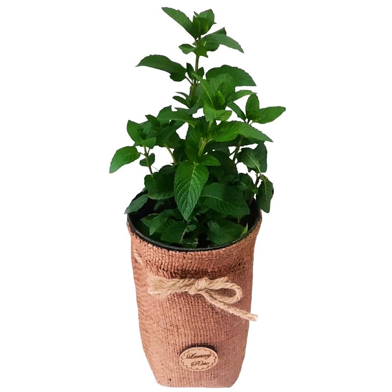 گیاه طبیعی نعنا مدل c 33