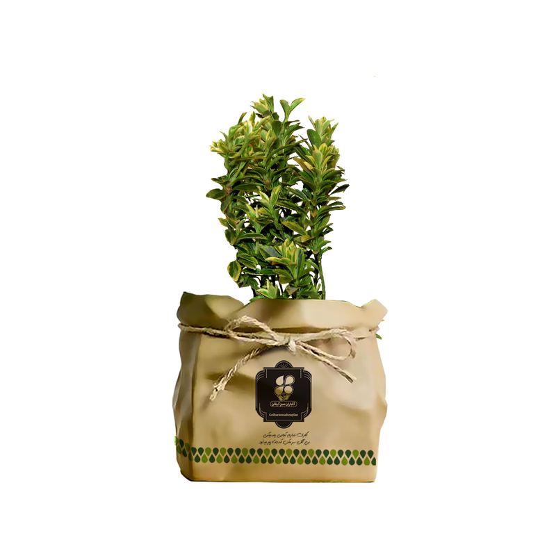 گیاه طبیعی نهال شمشاد گلباران سبز گیلان مدل gn2 ksh7
