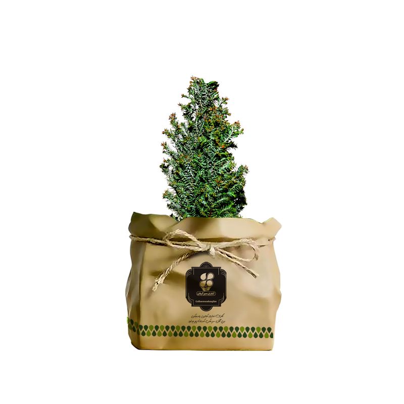 گیاه طبیعی نهال کاج آلودی گلباران سبز گیلان مدل gn2 ja10