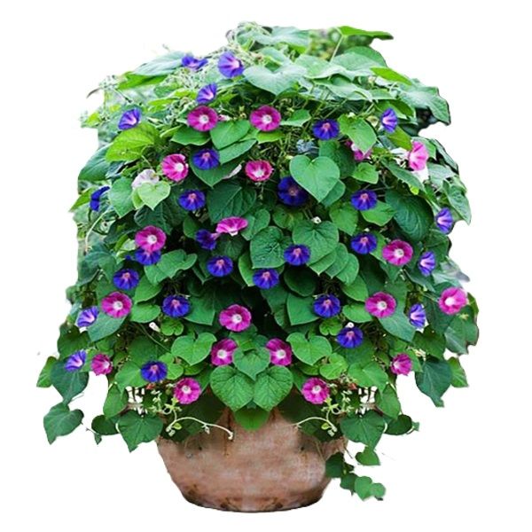 گیاه طبیعی نیلوفر پیچ مدل رونده