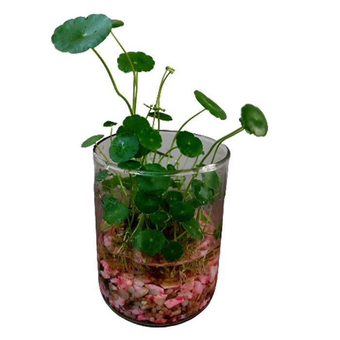 گیاه طبیعی هیدروکوتیل مدل g 13