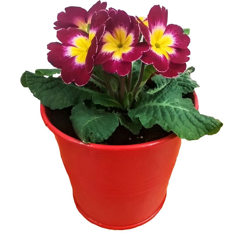 گیاه طبیعی پامچال مدل b 6