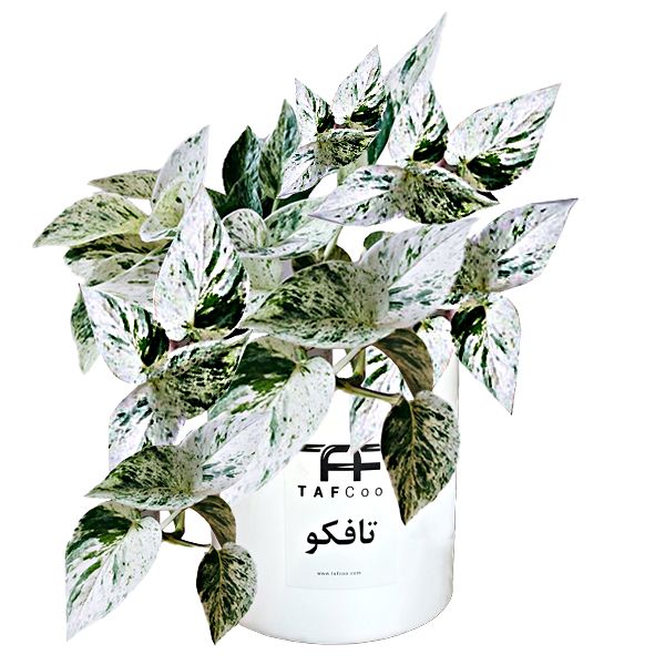گیاه طبیعی پتوس تافکو مدل مرمری کد 2060