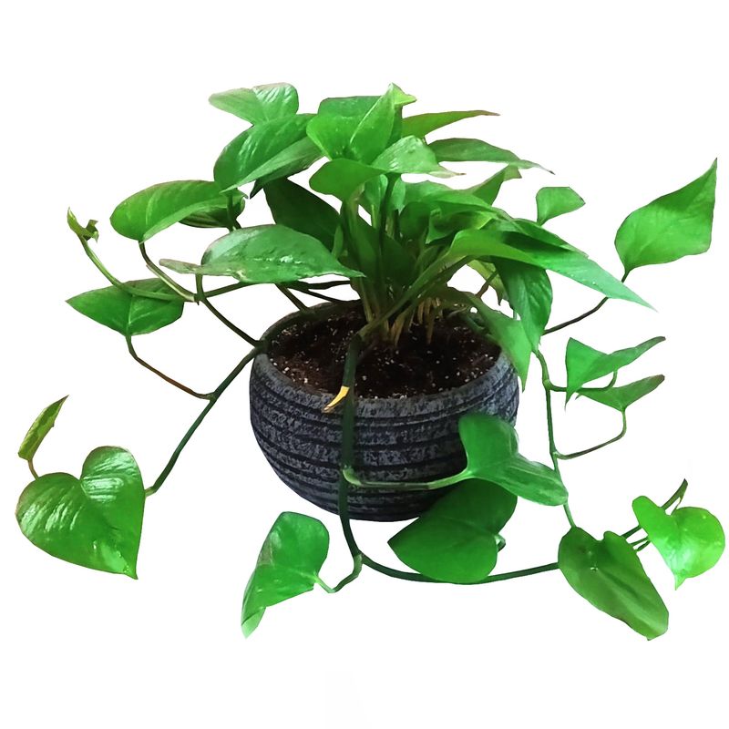 گیاه طبیعی پتوس مدل c 40