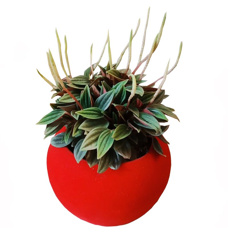 گیاه طبیعی پرومیا روسو مدل d 18