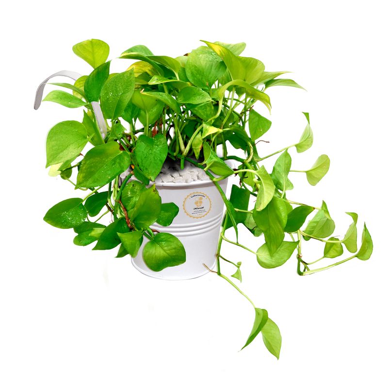 گیاه طبیعی پوتوس شرکت گلباران سبز گیلان مدل gn13 25ms