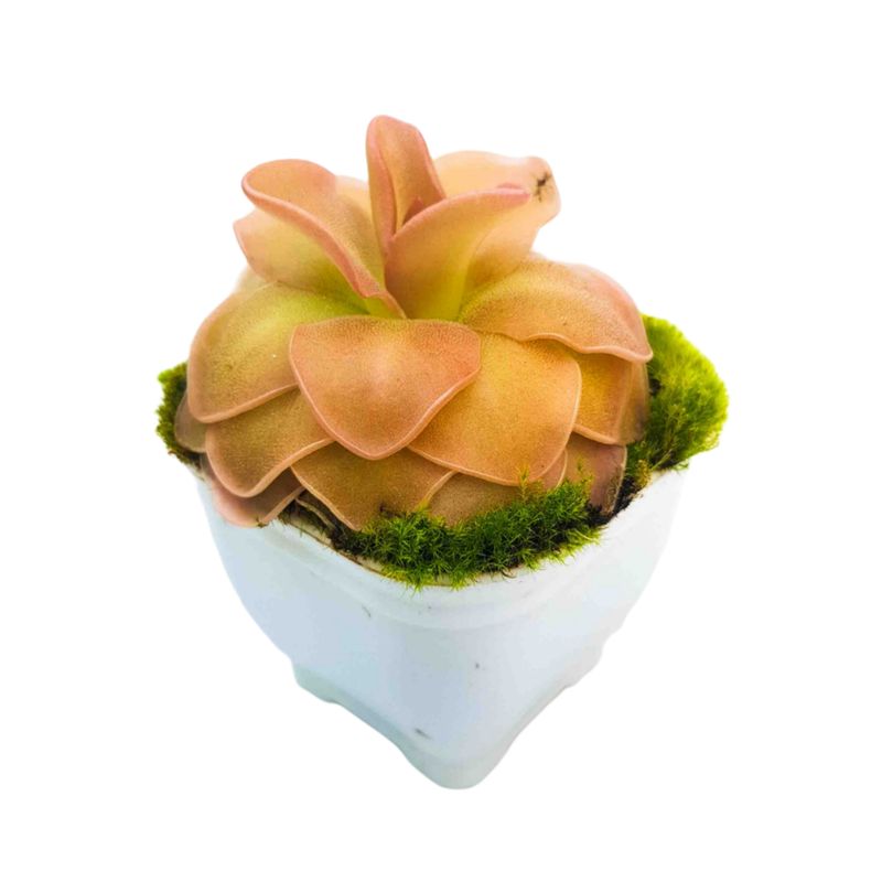گیاه طبیعی پینگویکولا حشره خوار مدل موراننسیس