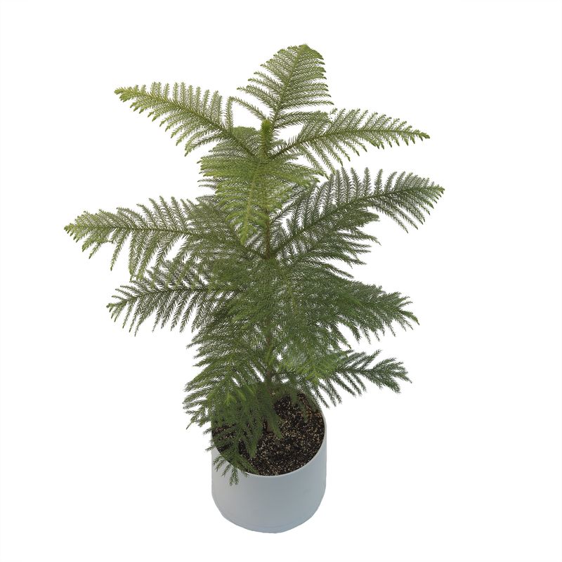 گیاه طبیعی کاج مطبق مدل kg2