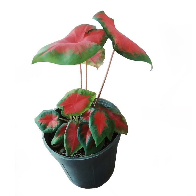 گیاه طبیعی کالادیوم مدل c 28