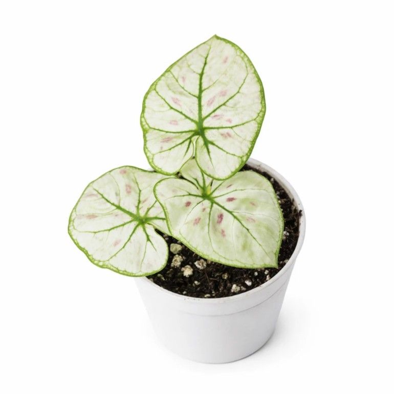 گیاه طبیعی کالادیوم مدل استرابری کد 02