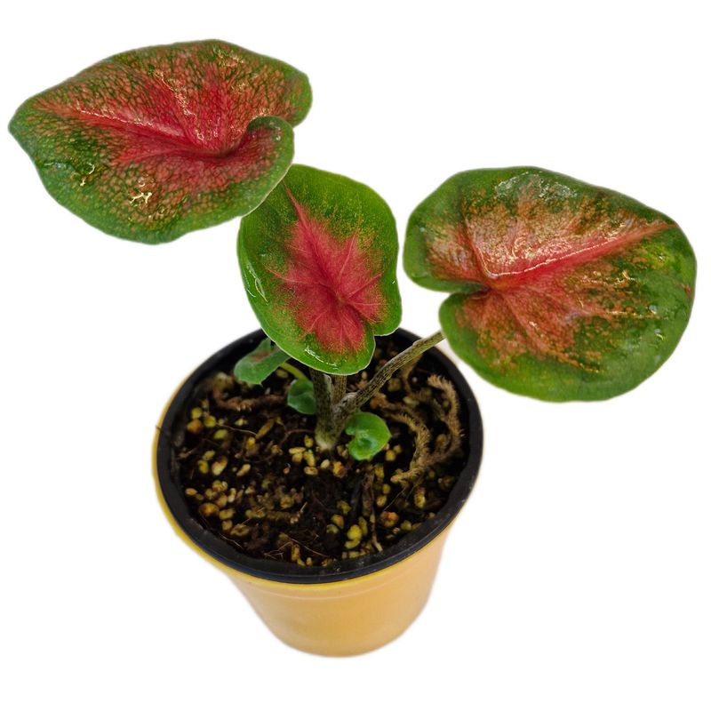 گیاه طبیعی کالادیوم کد 05