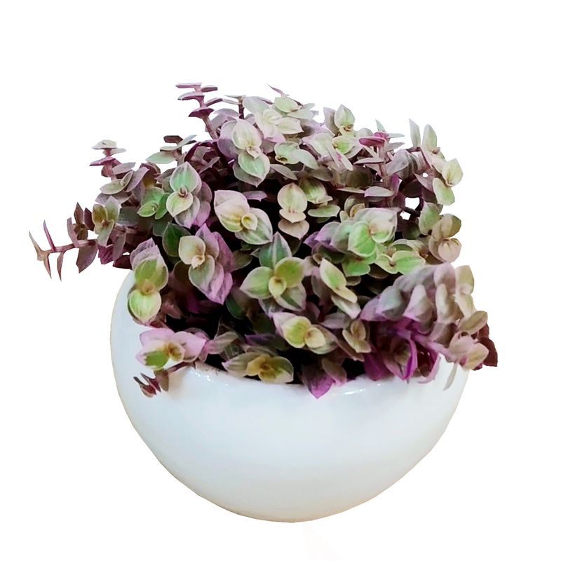 گیاه طبیعی کالیسیا مدل c 45