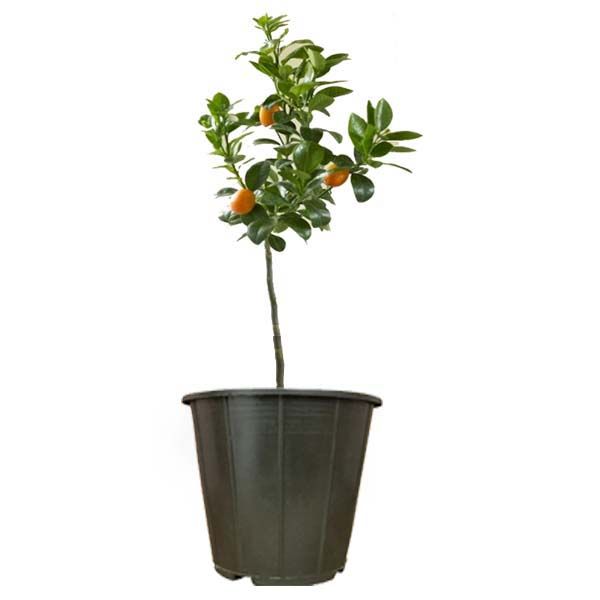 گیاه طبیعی کامکوات مدل ams53