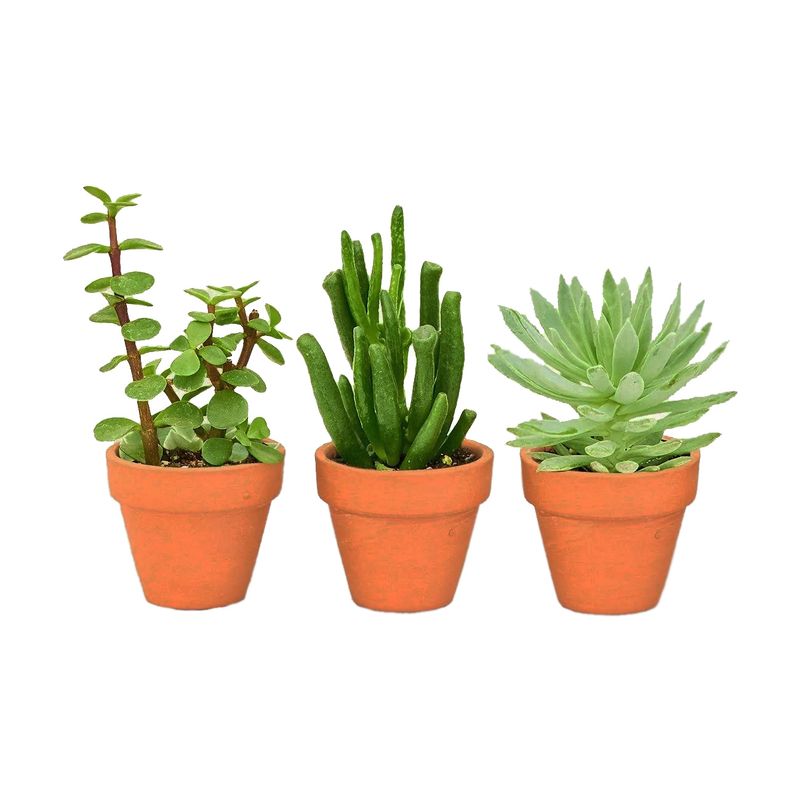 گیاه طبیعی کاکتوس ساکولنت مدل s6 3 مجموعه 3 عددی
