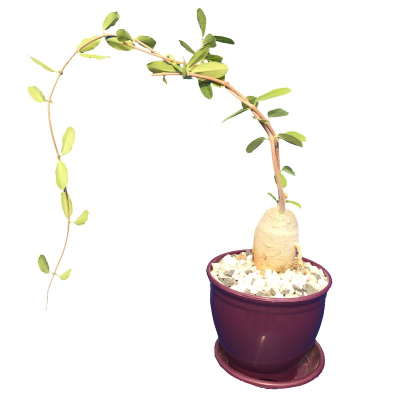 گیاه طبیعی کاکتوس فوکیا مدل fk 97