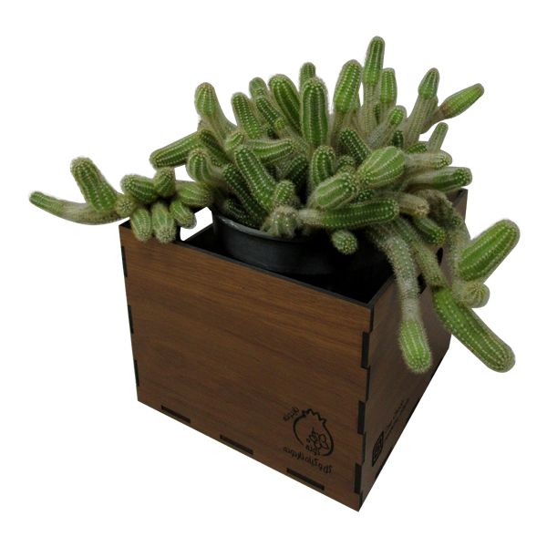 گیاه طبیعی کاکتوس ماری ناردونه کد m01