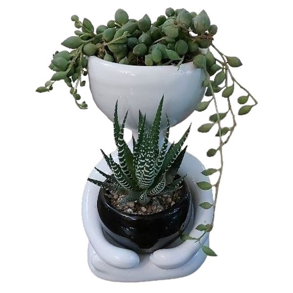 گیاه طبیعی کاکتوس مدل f 07