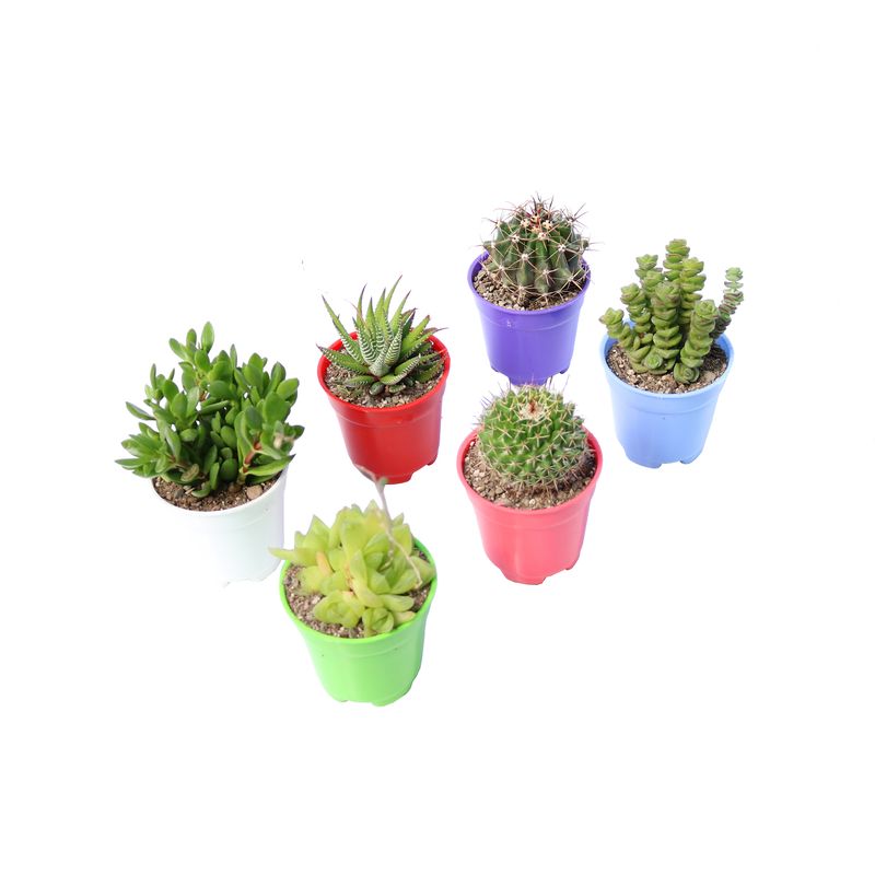 گیاه طبیعی کاکتوس و ساکولنت آیدین کاکتوس کد cb 050 مجموعه 6 عددی