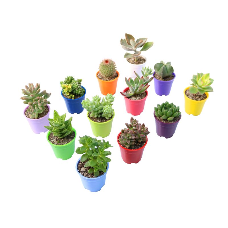 گیاه طبیعی کاکتوس و ساکولنت آیدین کاکتوس کد cb 059 بسته 12 عددی