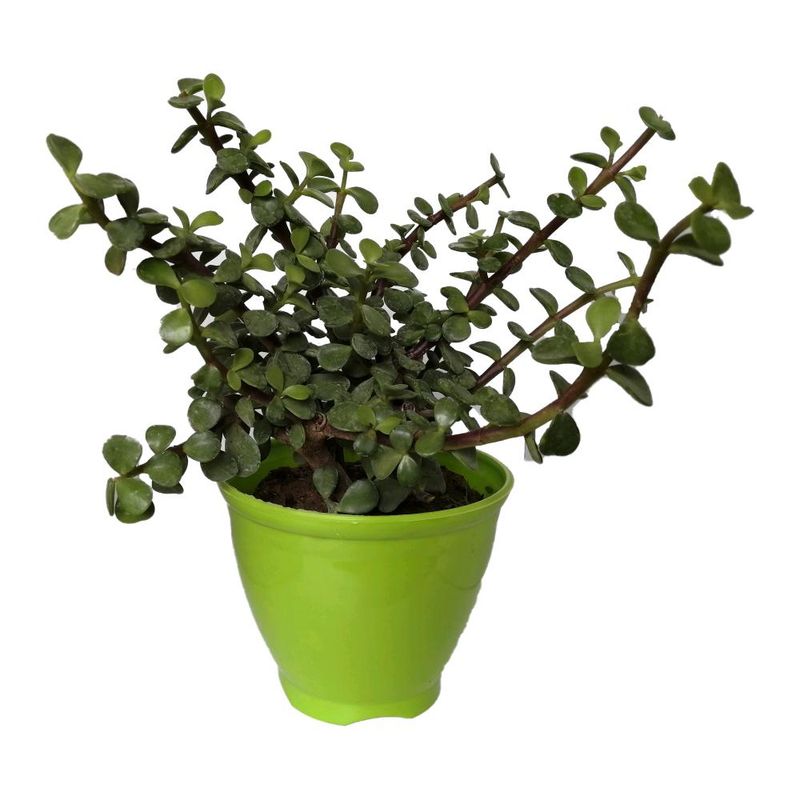 گیاه طبیعی کراسولا خرفه ای کد rp02