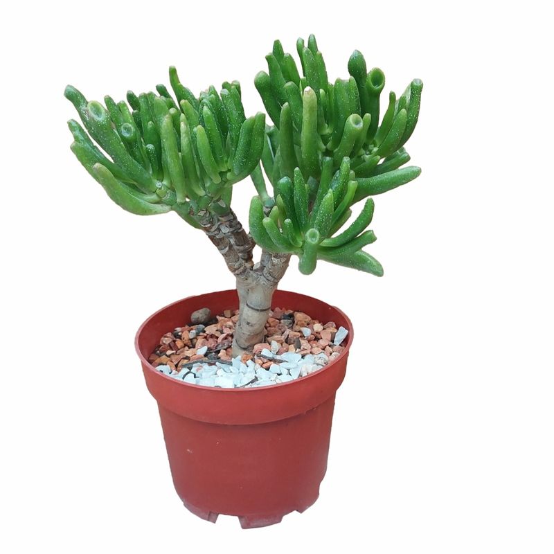 گیاه طبیعی کراسولا گولوم مدل 05