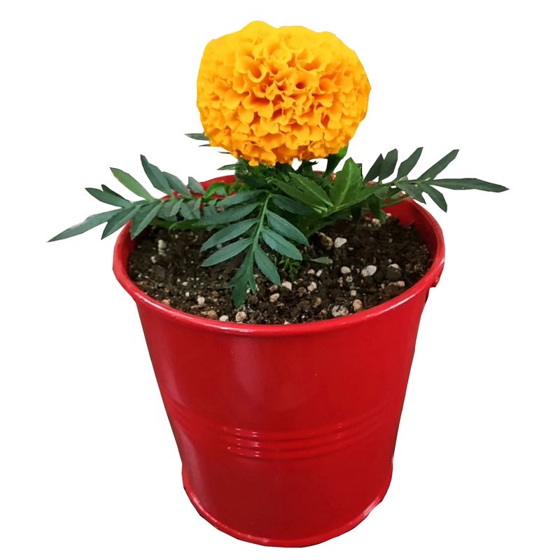 گیاه طبیعی گل جعفری مدل c 23