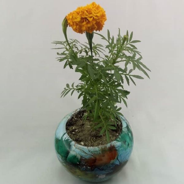 گیاه طبیعی گل جعفری مدل j001