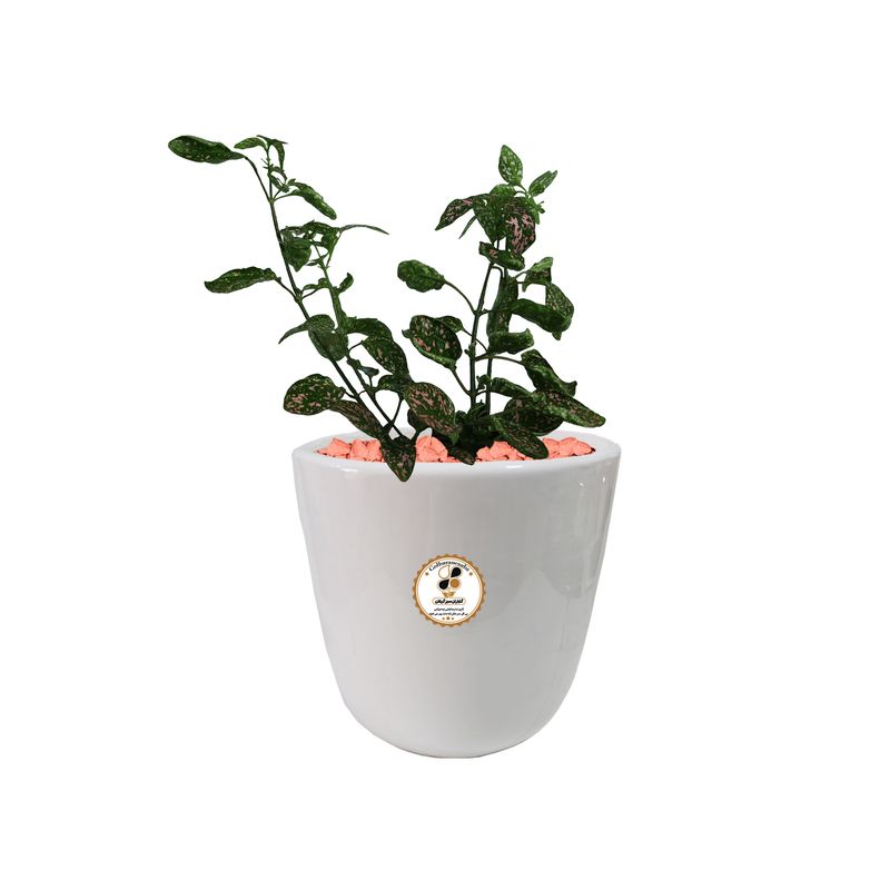 گیاه طبیعی گل سنگ شرکت گلباران سبز گیلان مدل gn12 17gm