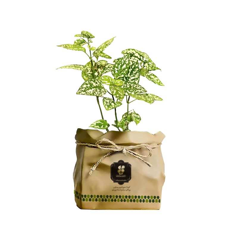گیاه طبیعی گل سنگ شرکت گلباران سبز گیلان مدل gn13 29s