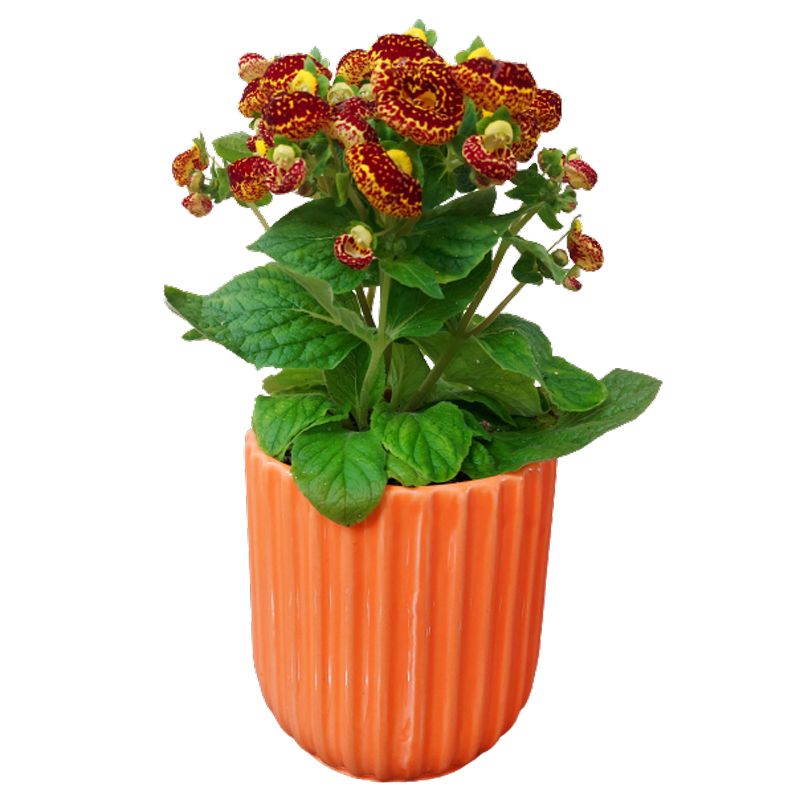 گیاه طبیعی گل گوشواره ای مدل f 32