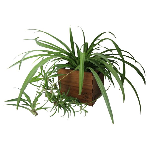 گیاه طبیعی گندمی ناردونه کد s   m01