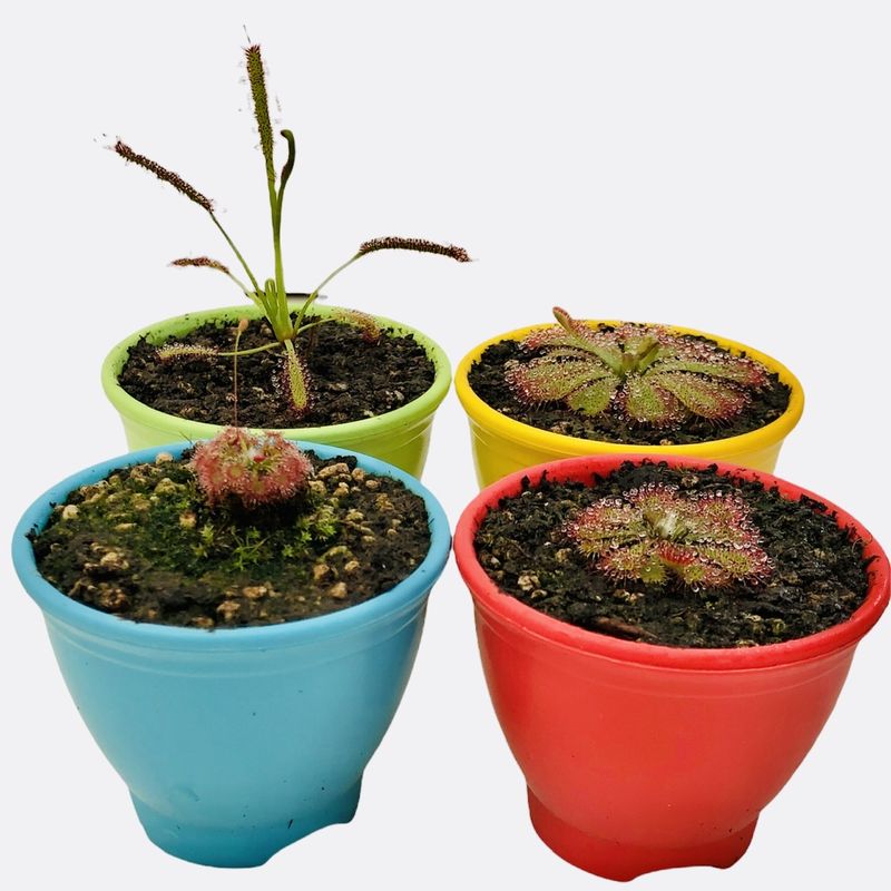 گیاه طبیعی گوشتخوار دروزرا مدل dro04 مجموعه 4 عددی