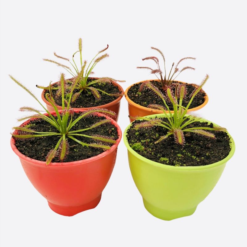 گیاه طبیعی گوشتخوار دروزرا کپنسیس مدل cap04 مجموعه 4 عددی
