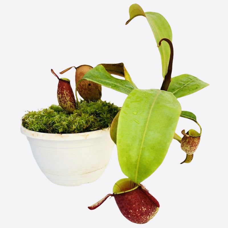 گیاه طبیعی گوشتخوار نپنتس مدل ampullaria 01