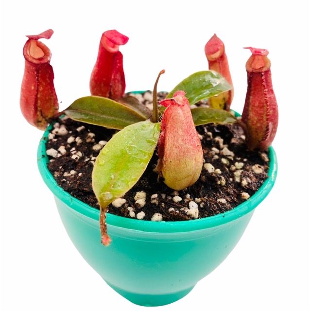 گیاه طبیعی گوشتخوار نپنتس مدل nep06