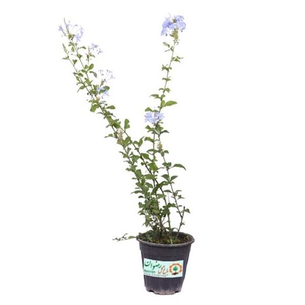 گیاه طبیعی یاس مدل دالیدا
