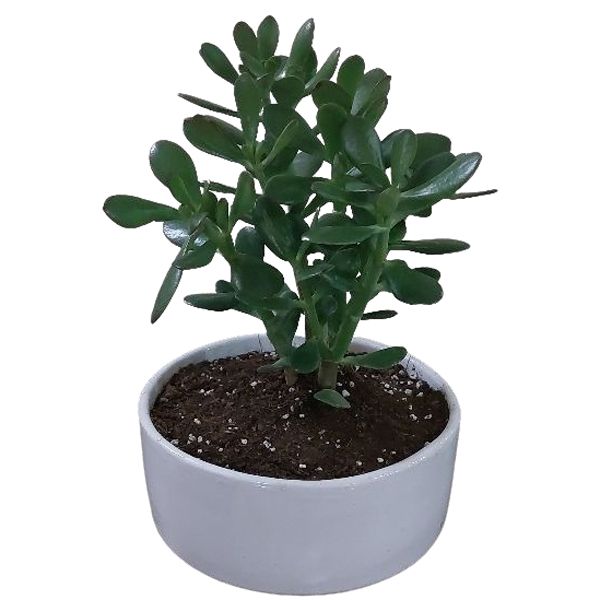 گیاه طبیعی یشم مدل f 06