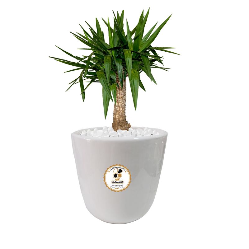 گیاه طبیعی یوکا شرکت گلباران سبز گیلان مدل gn12 16l